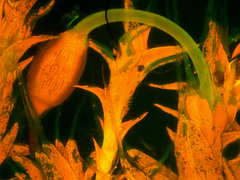 mech pod mikroskopem