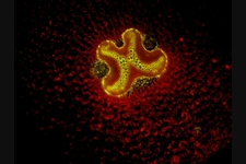 řez jelením jazykem