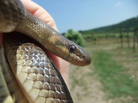 Obrázek užovky stromové